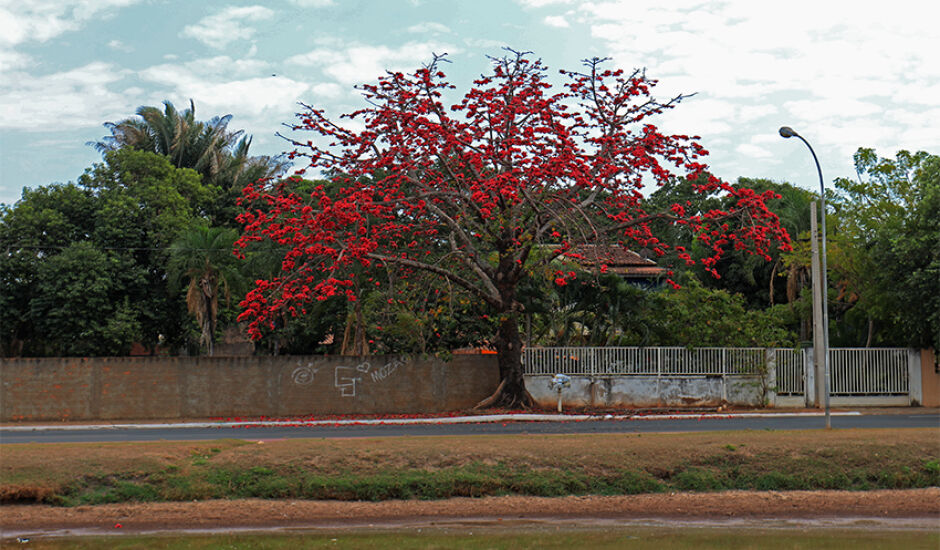 O tempo seco da estiagem que dura quase dois meses não impediu esta bela árvore de encantar com suas flores vermelhas
