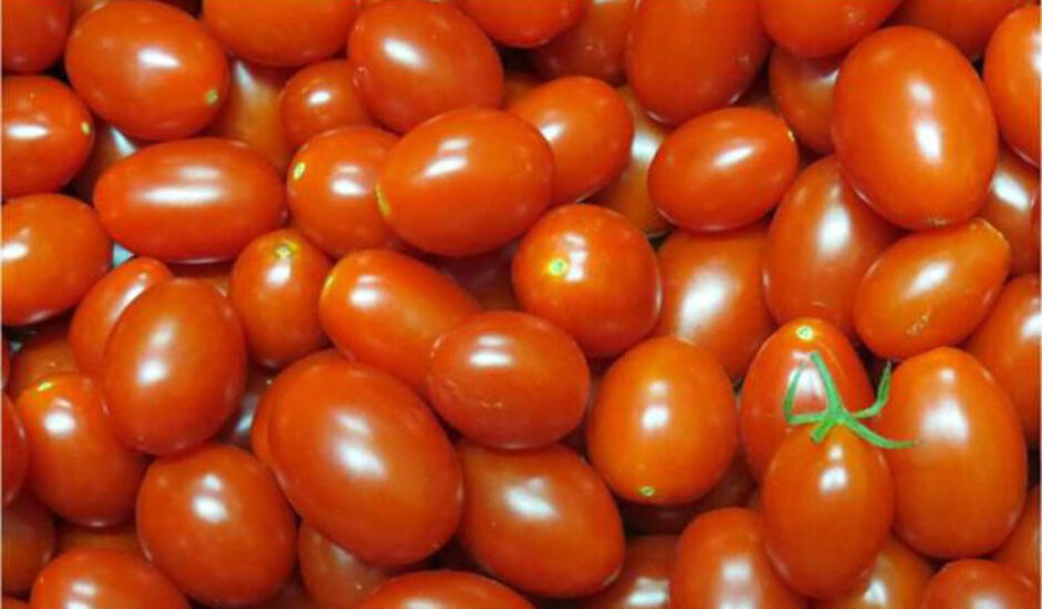 Embrapa desenvolve tomate rico em licopeno