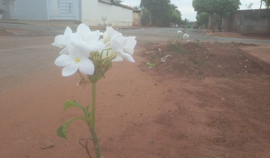 As flores estão plantadas na terra que há na rua