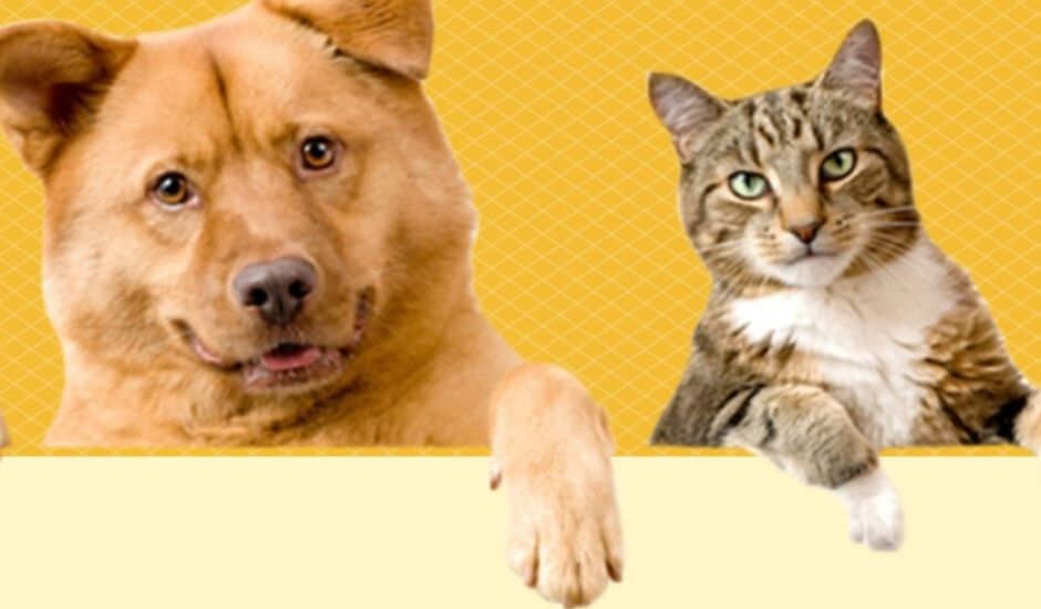 Responsável pelo animal deve portar a carteira de vacinação do cão ou gato e um recipiente com gelo