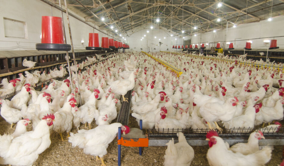 Abate de frangos cai 4,0% na comparação anual e tem pior maio desde 2009