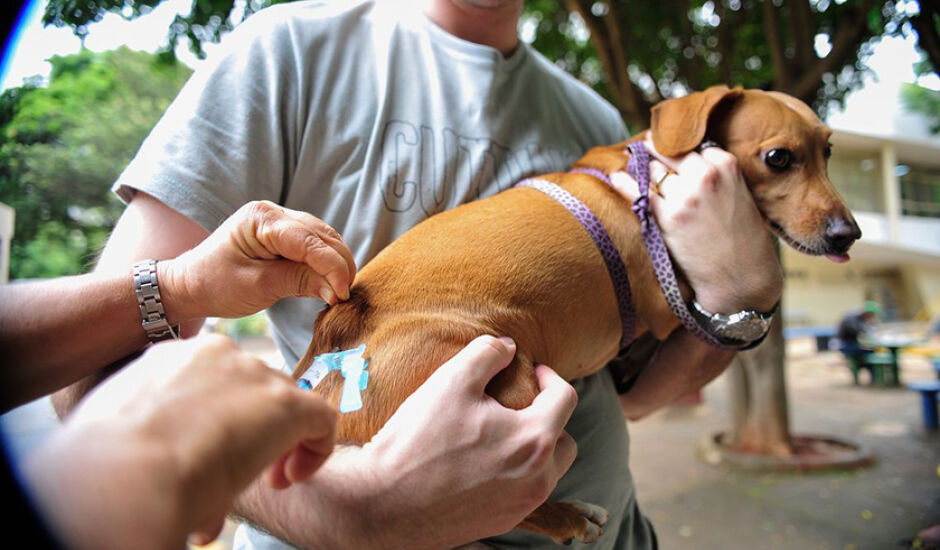Mais de mil animais entre cães e gatos foram imunizados