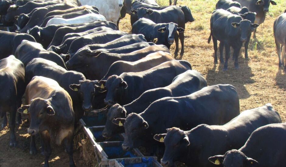Menor oferta de gado gordo está influenciando na alta de preços