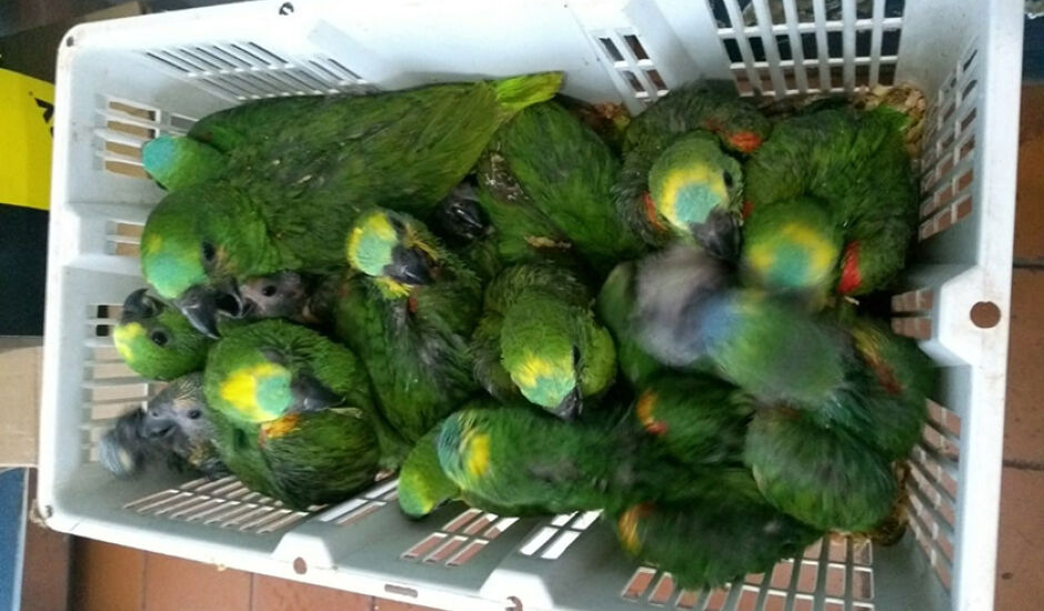 Aves foram encaminhadas para o Centro de Reabilitação de Animais Silvestres