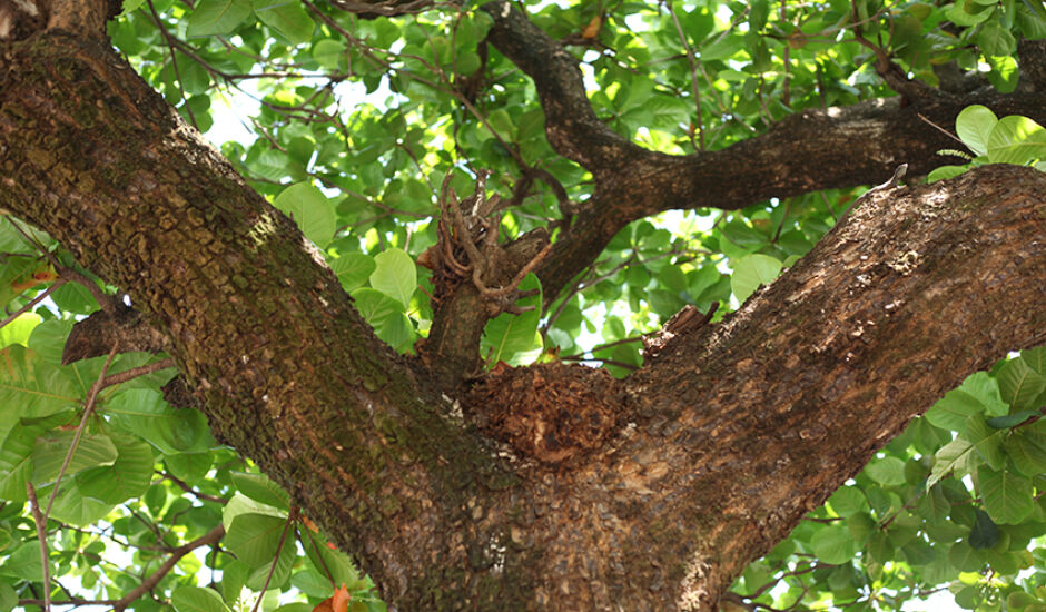 No tronco da árvore, um pequeno lagarto se concentra para enfrentar o novo dia.