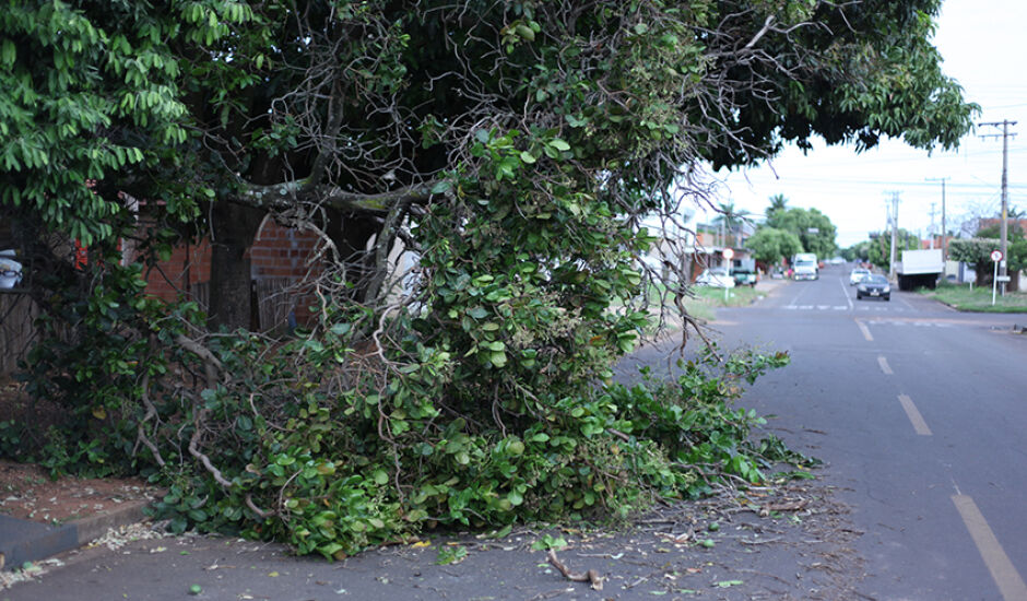Várias árvores caíram em rua e avenidas de Três Lagoas após temporal, na noite de quinta (18).
