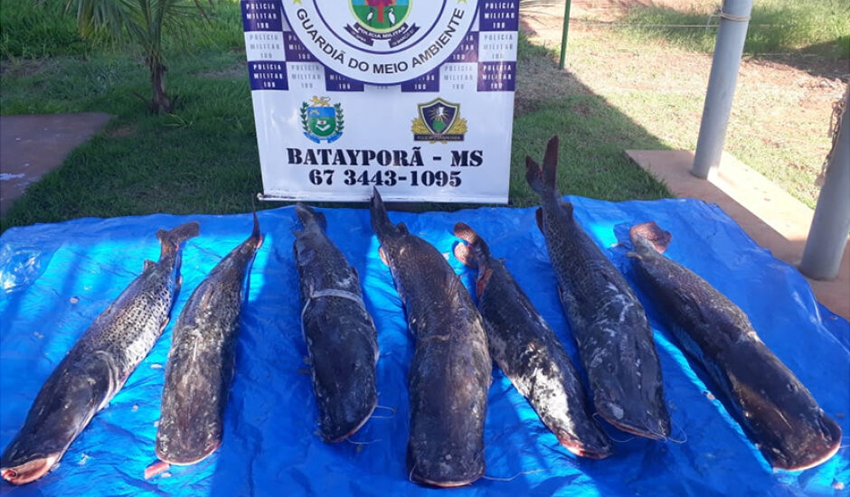 Durante a fiscalização foram encontrados 131 kg de pescado da espécie pintado