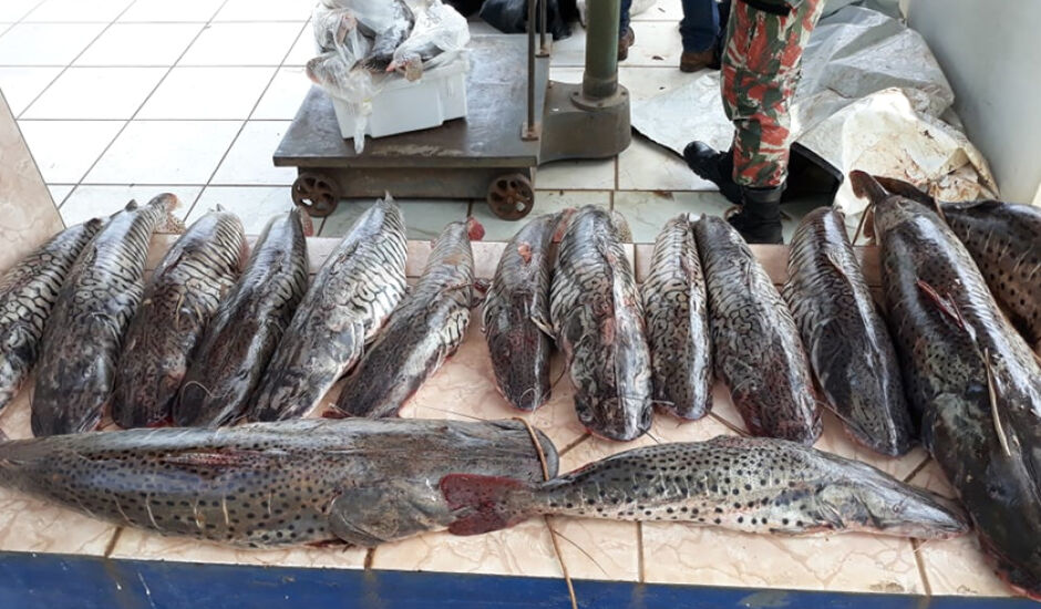 Pescado será doado para instituições filantrópicas depois de periciado