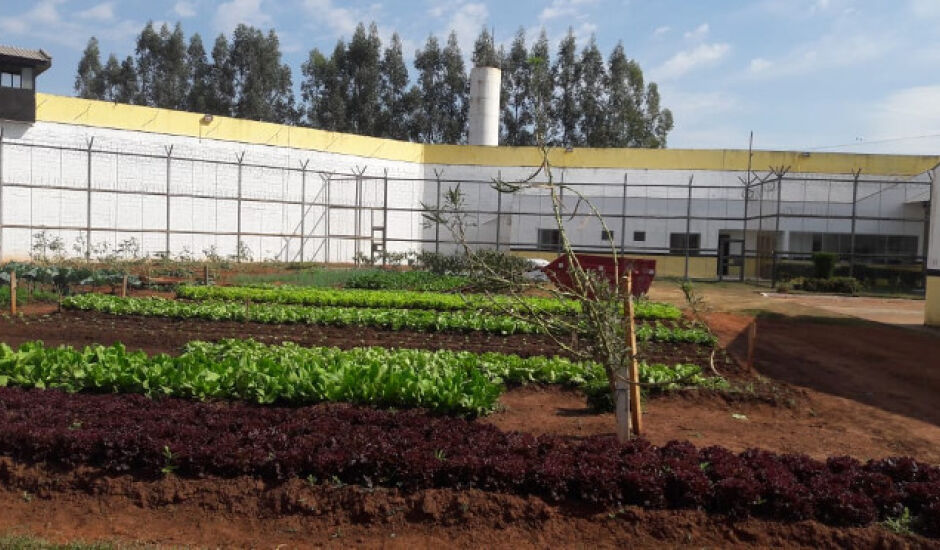 Hortaliças cultivadas no local também são doadas a instituições assistenciais da cidade