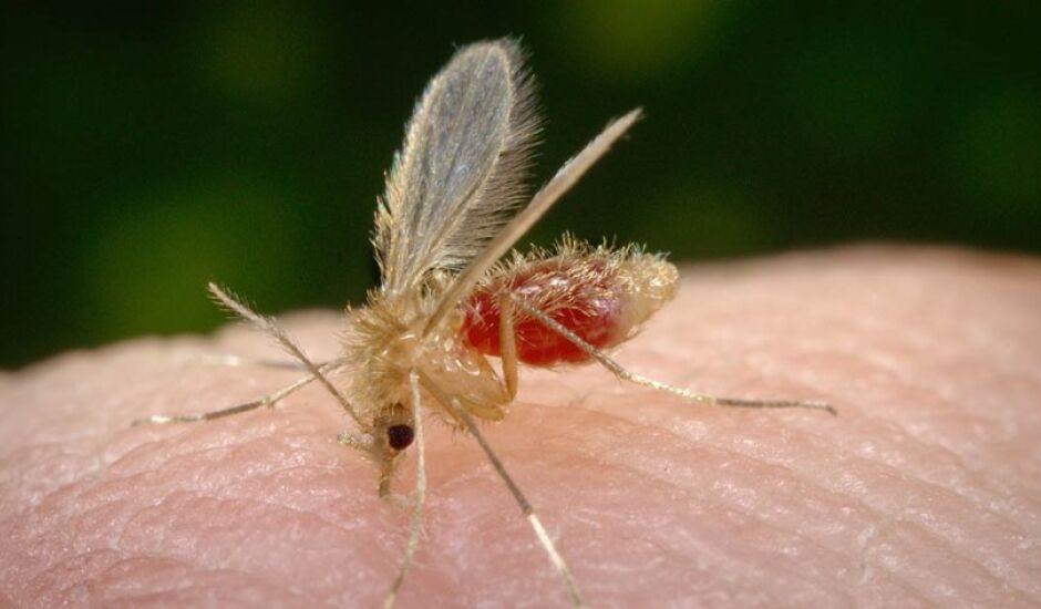 A doença transmitida pelo mosquito-palha ou birigui (Lutzomyia longipalpis)