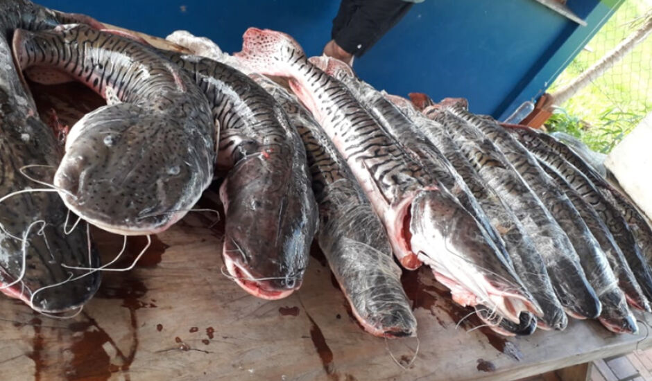 Na camionete foram encontrados 80 kg de pescado ilegal