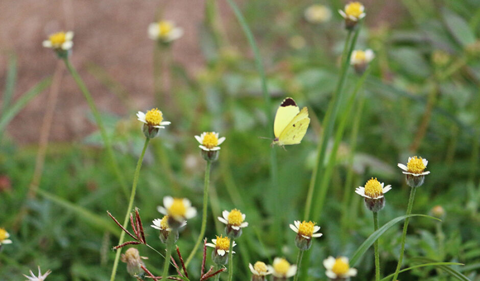 A beleza do voo de uma borboleta em meio a pequenas flores