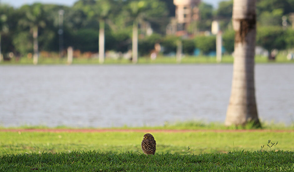 Coruja zelando por seu ninho no entorno da Lagoa Maior
