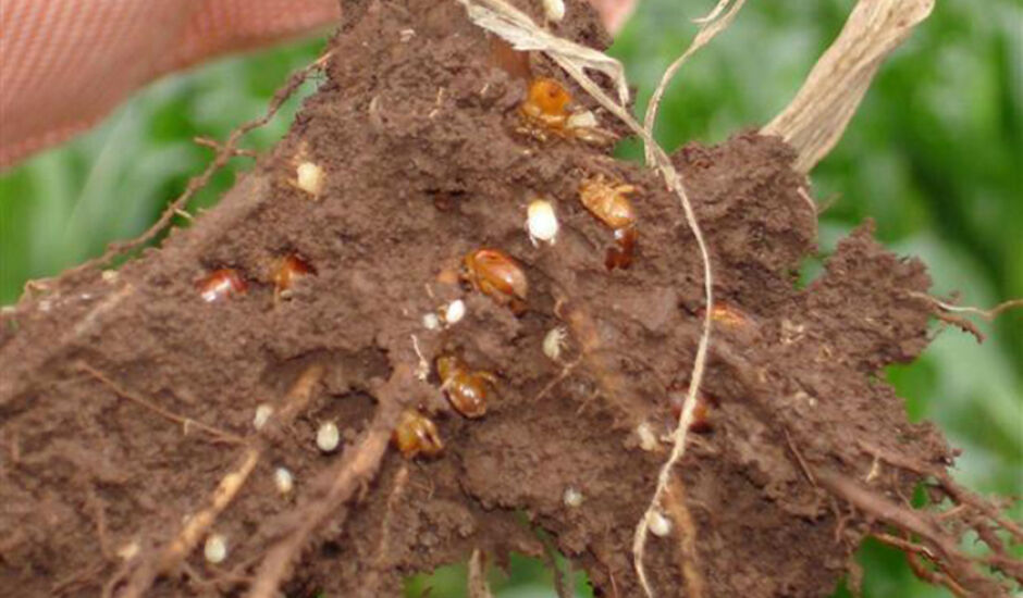 Pastagens são atacadas por inseto que se alimenta de seiva das raízes; técnicos não encontram solução nem com reforma de pastos