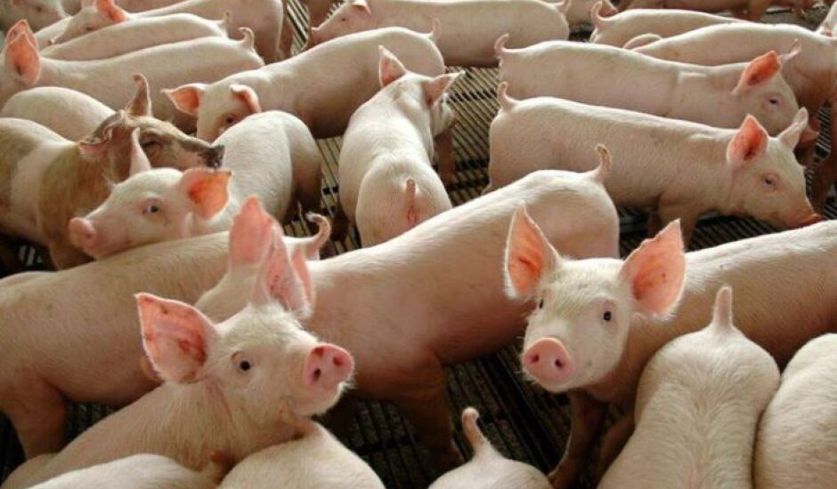 Abate de suínos no Brasil cresceu 6,8% do segundo para o terceiro trimestre deste ano, diz o IBGE