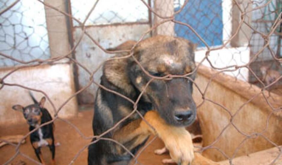 Controle de Zoonoses recebeu 2.232 cães e 61% deles foram sacrificados no ano passado