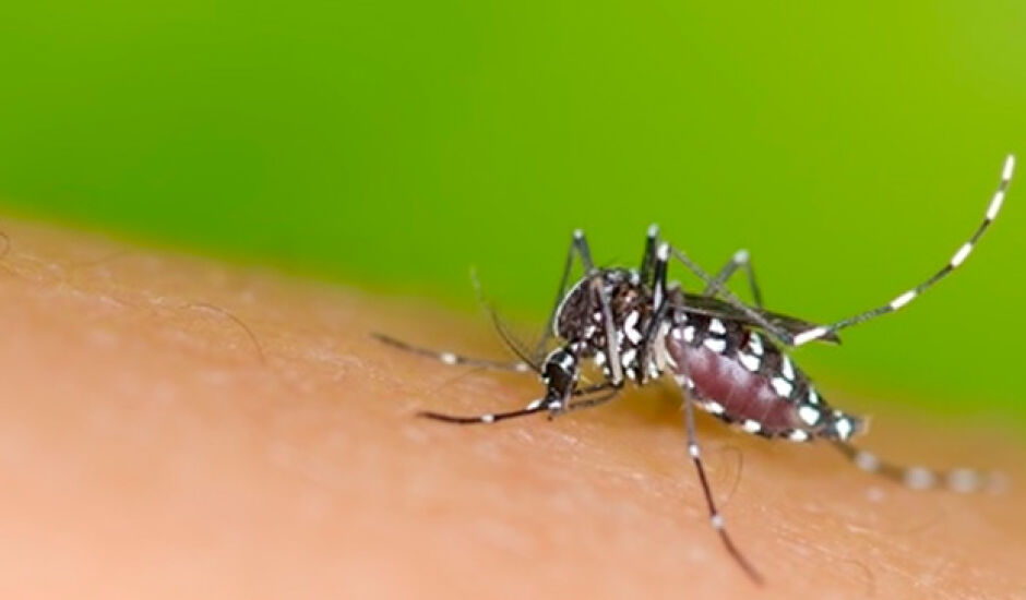 Em 2018, 10.083 notificações de dengue foram registradas em MS