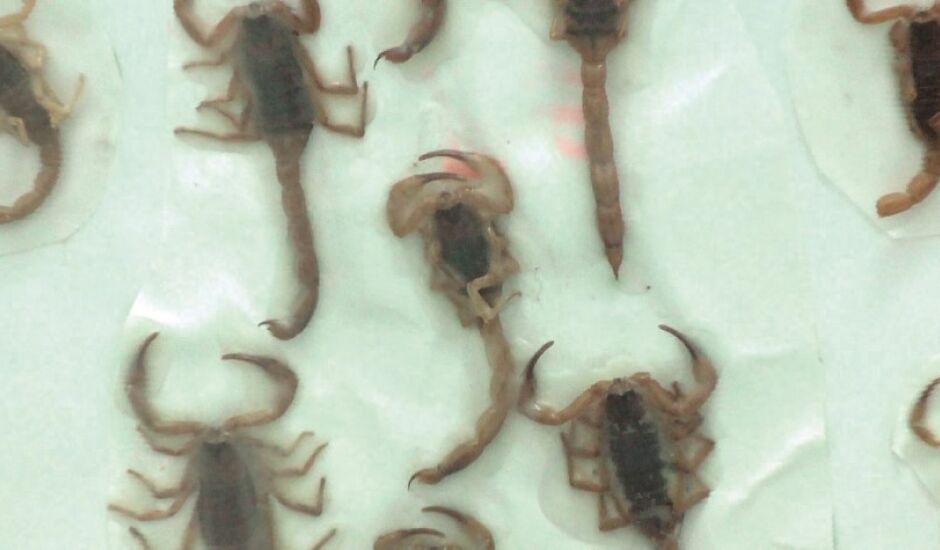 CCZ visitou 221 imóveis após aparecimento de escorpiões