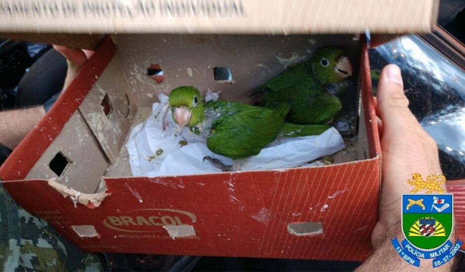 Filhotes eram transportados em uma caixa de sapato