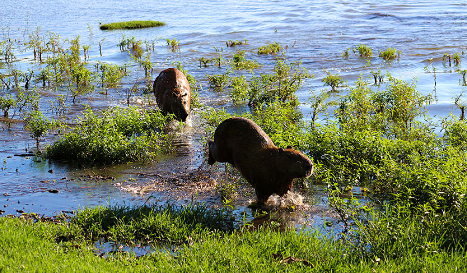 Fotografia de duas capivaras correndo na Lagoa Maior, em Três Lagoas
