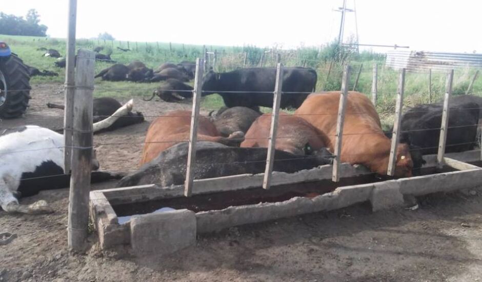 Animais mortos em confinamento na Argentina devido forte calor. Cerca de 500 cabeças numa propriedade