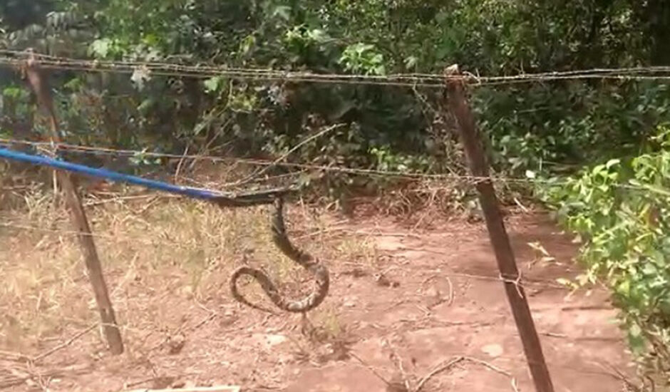 Serpente do gênero Bothrops, é conhecida popularmente como Jararaca