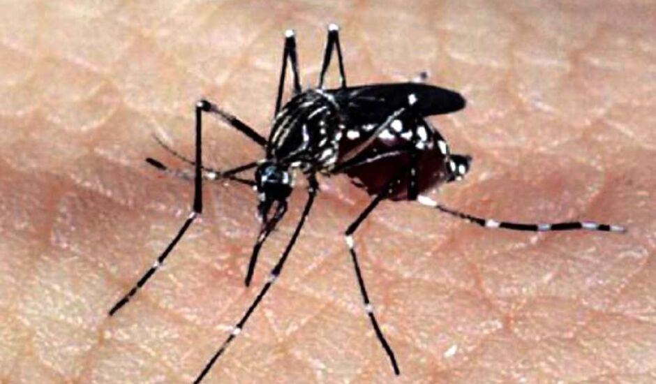 Incidência da dengue no país até 16 e março é de 109,9 casos por 100 mil habitante