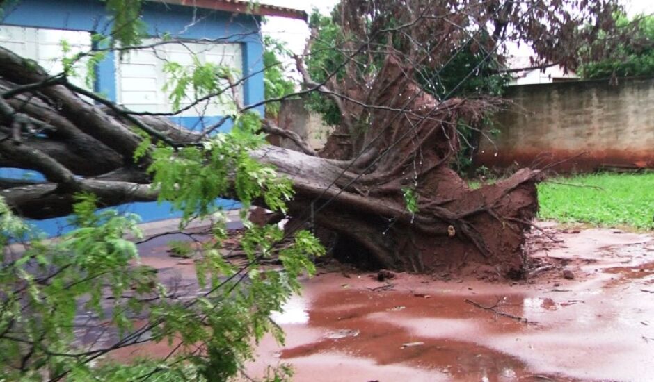 Chuva derrubou uma árvore, que atingiu o teto de uma escola municipal, no bairro Vila Piloto.