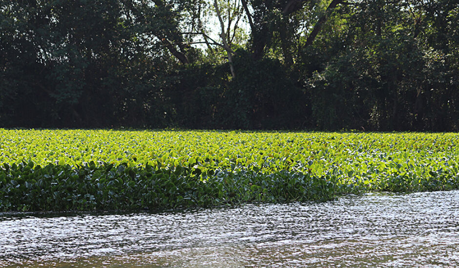 Vegetação às margens do rio Paraná
