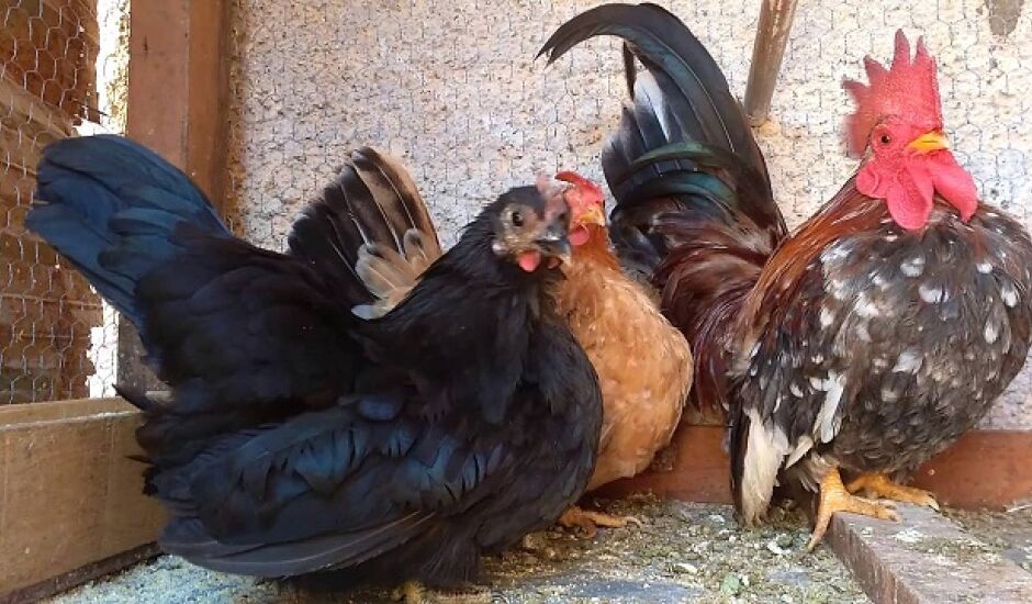 Menores que galinhas domésticas comuns, aves e ovos proudizidos tem bom valor comercial