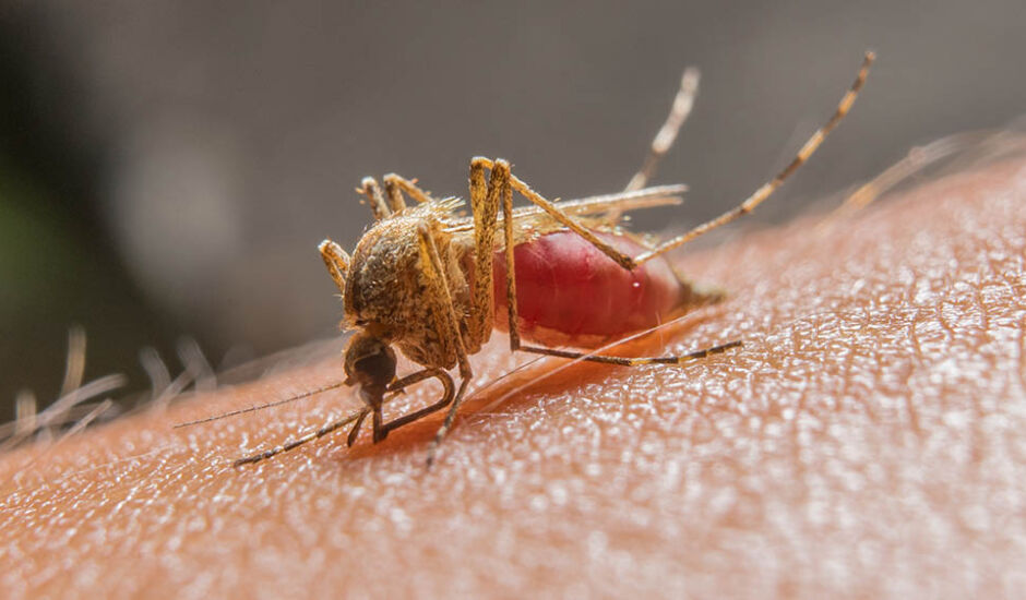 A doença é transmitida pela picada de mosquitos infectados