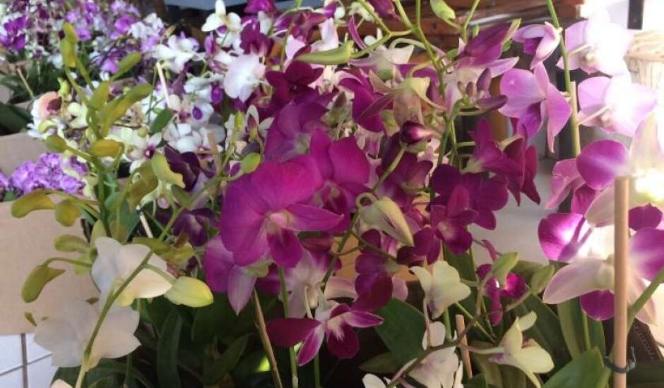 Uma orquídea será sorteada no último dia de exposição para todos os visitantes