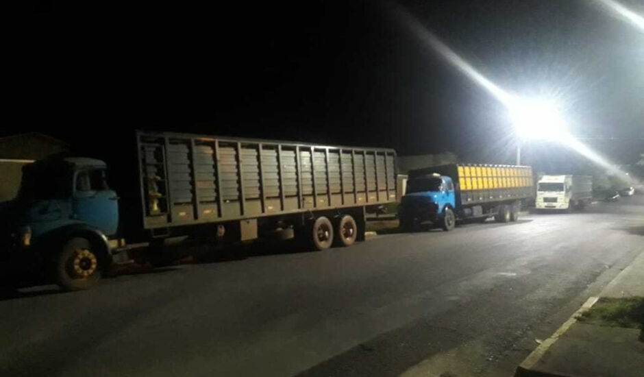 O gado foi furtado de uma fazenda em Corumbá e aprrendido pela PMA na BR-262