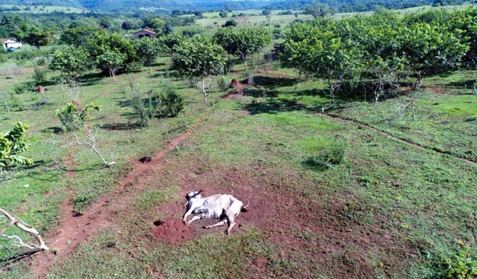 Trinta cabeças de gado morrem em fazenda de Paranaíba, segundo Iagro