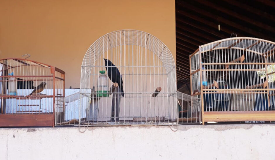 Polícia encontrou aves das espécies curió e pássaro-preto