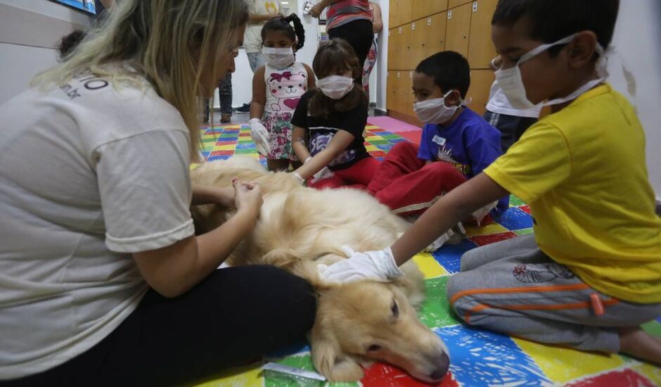 Juca, é um golden retriever que participa da Pet Terapia em um dos hospitais que autorizam a visitam no Rio de Janeiro