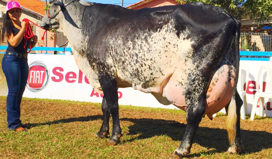 A vaca Barrada, de propriedade do criador Miiller Medeiros, produziu 68,96 quilos de leite