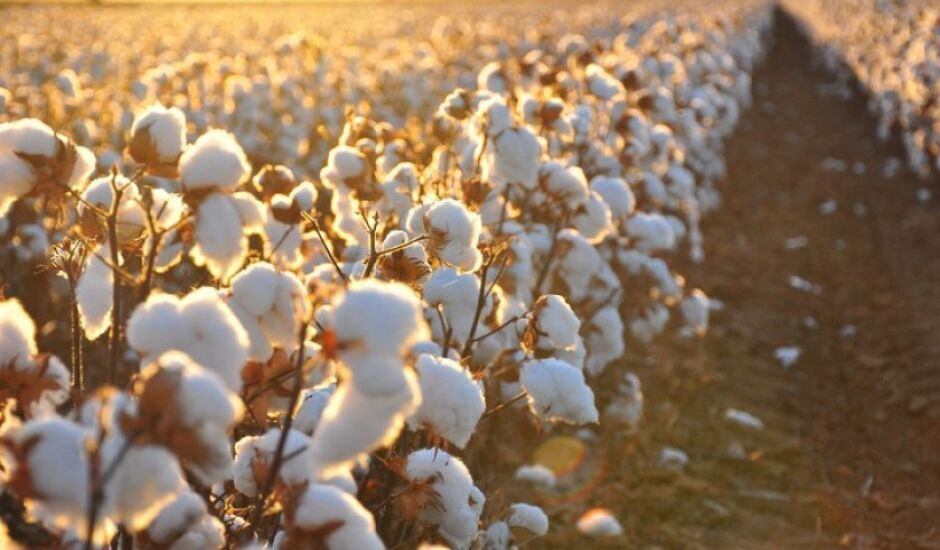 De acordo com o diretor executivo da Ampasul, a área plantada de algodão no Estado teve um crescimento de 25% com relação à safra anterior.