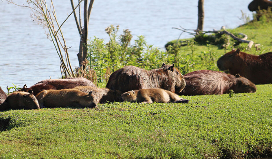 Foto da capivaras tomando banho de sol na Lagoa Maior, em Três Lagoas