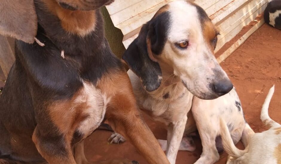Animais foram resgatados nesta segunda-feira após denúncia de maus-tratos e aguardam decisão judicial para definir futuro da matilha