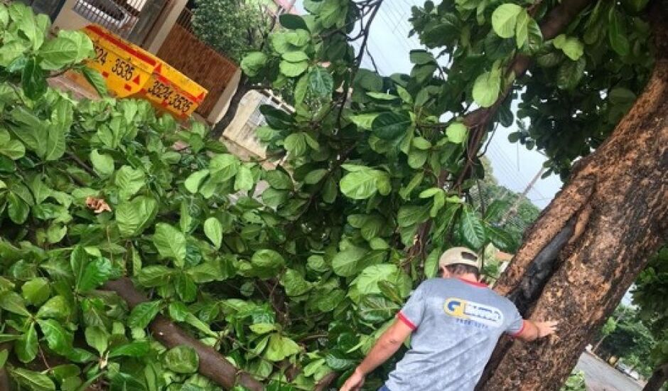 Internauta registrou queda de árvore na rua Manoel Pedro de Campo, no bairro Santos Dumont