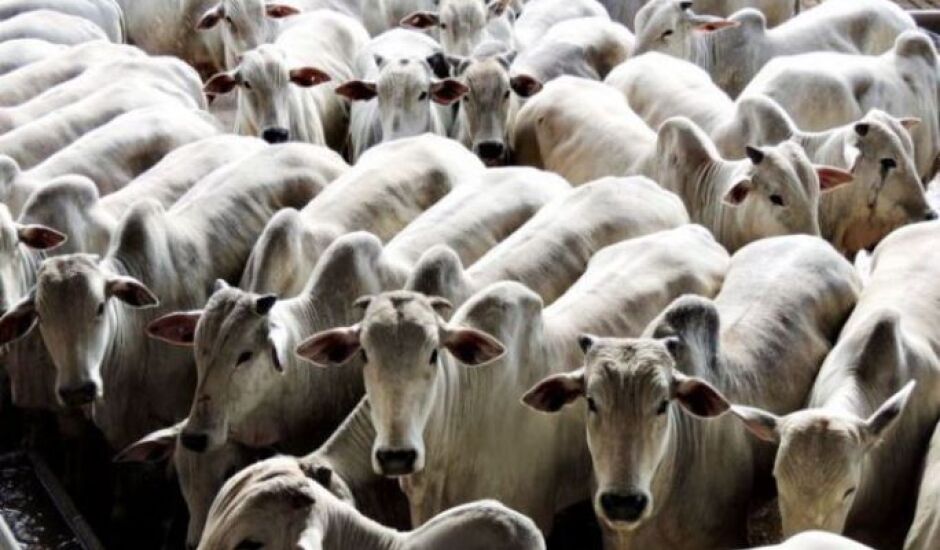 A previsão é imunizar mais de 21 milhões de animais entre bovinos e bubalinos