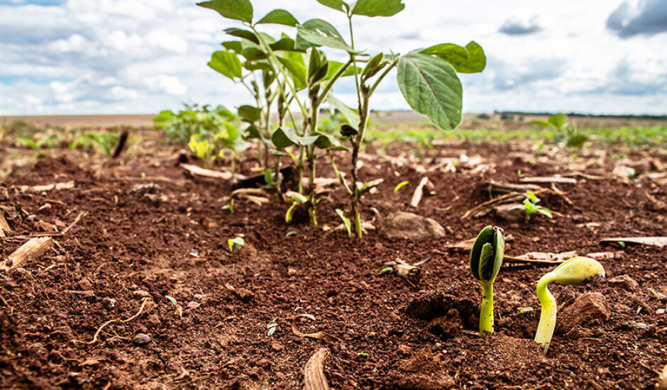 Mato Grosso do Sul já havia comercializado 28% da safra de soja 2019/2020