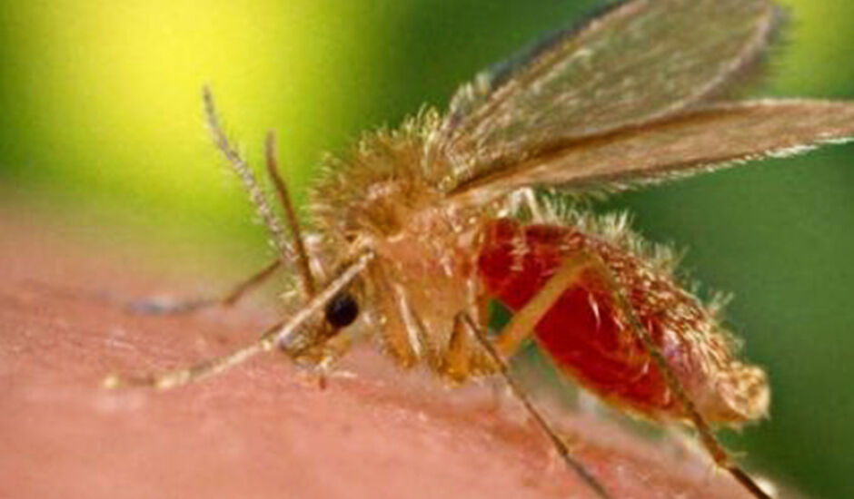 Mosquito fez duas vítimas fatais este ano em Três Lagoas