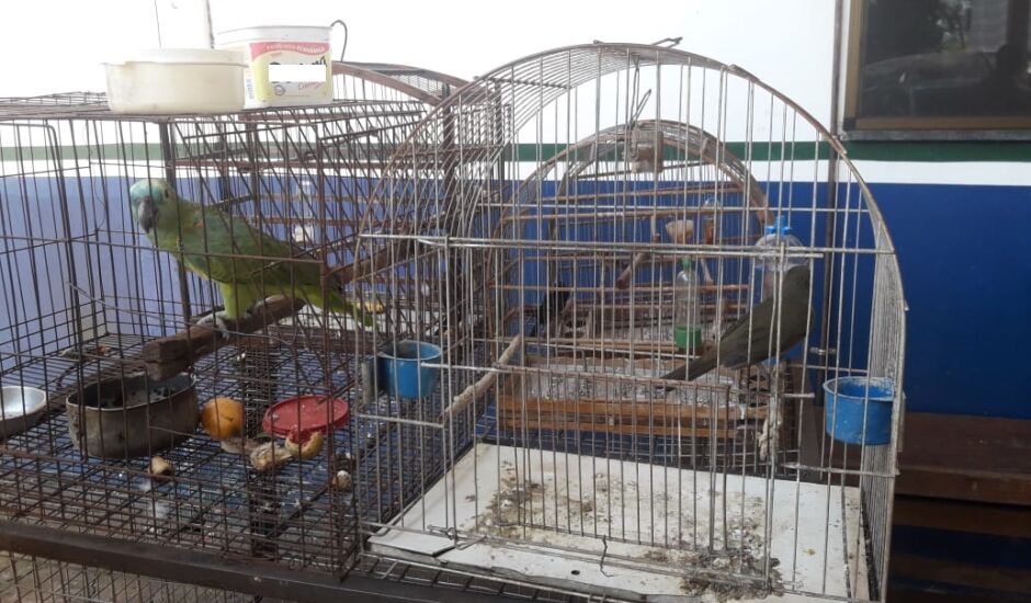 Infrator foi preso por manter aves silvestres em cativeiro