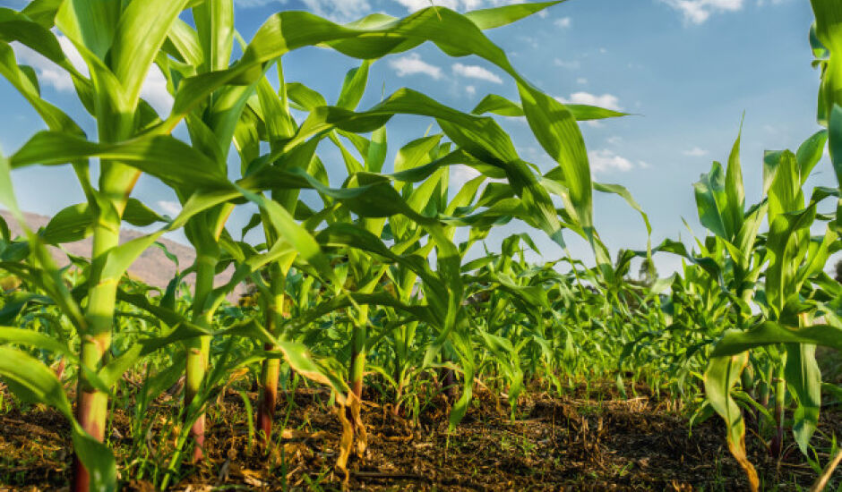 Vendas externas de milho cresceram 401% entre janeiro e novembro de 2019.