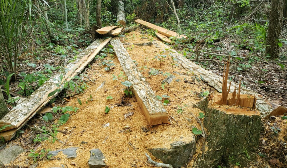 PMA autua fazendeiro por derrubar árvores ilegalmente