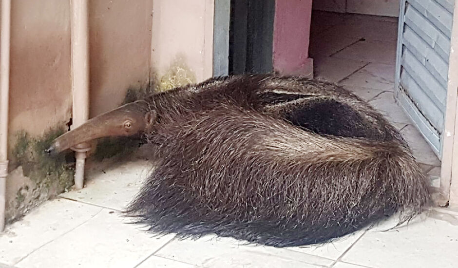 O tamanduá-bandeira foi levado para o Centro de Reabilitação de Animais Silvestres