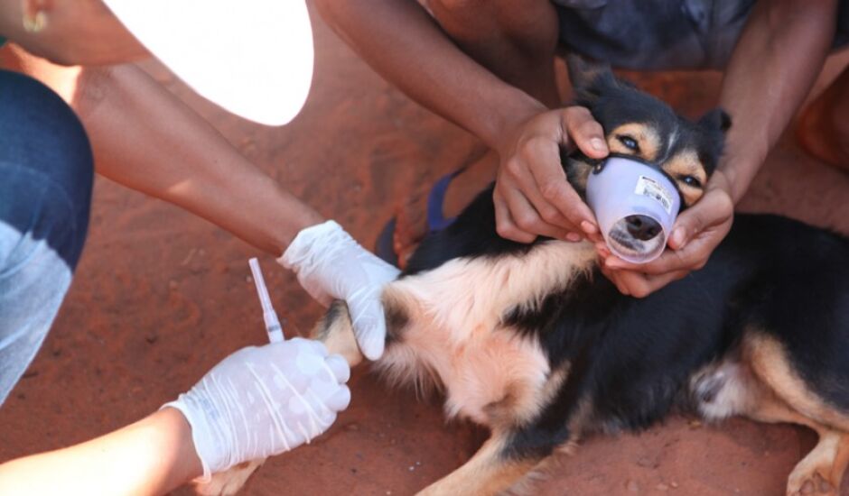 Balanço de atividades em 2019 revela que 11,8 mil cães receberam a vacina antirrábica