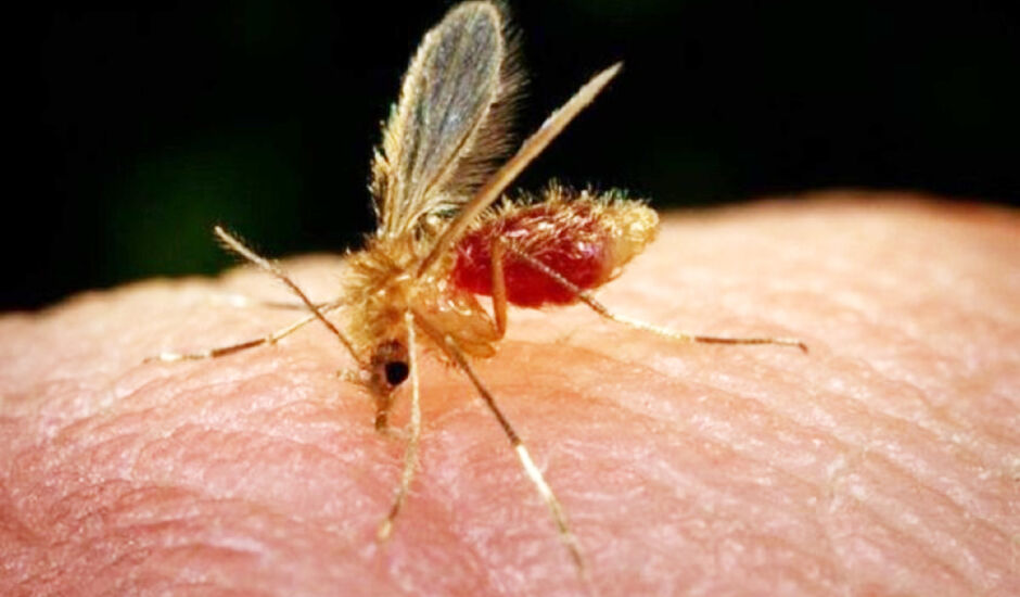 transmissão > Leishmaniose Visceral é transmitida por meio da picada do chamado mosquito palha